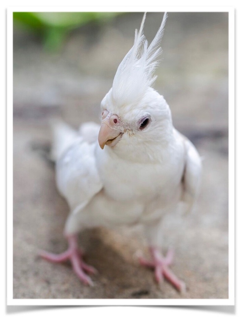 Buy Cockatiel - Albino Online - Image 2