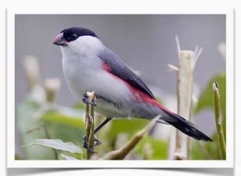 Buy Black Crowned Waxbills Online