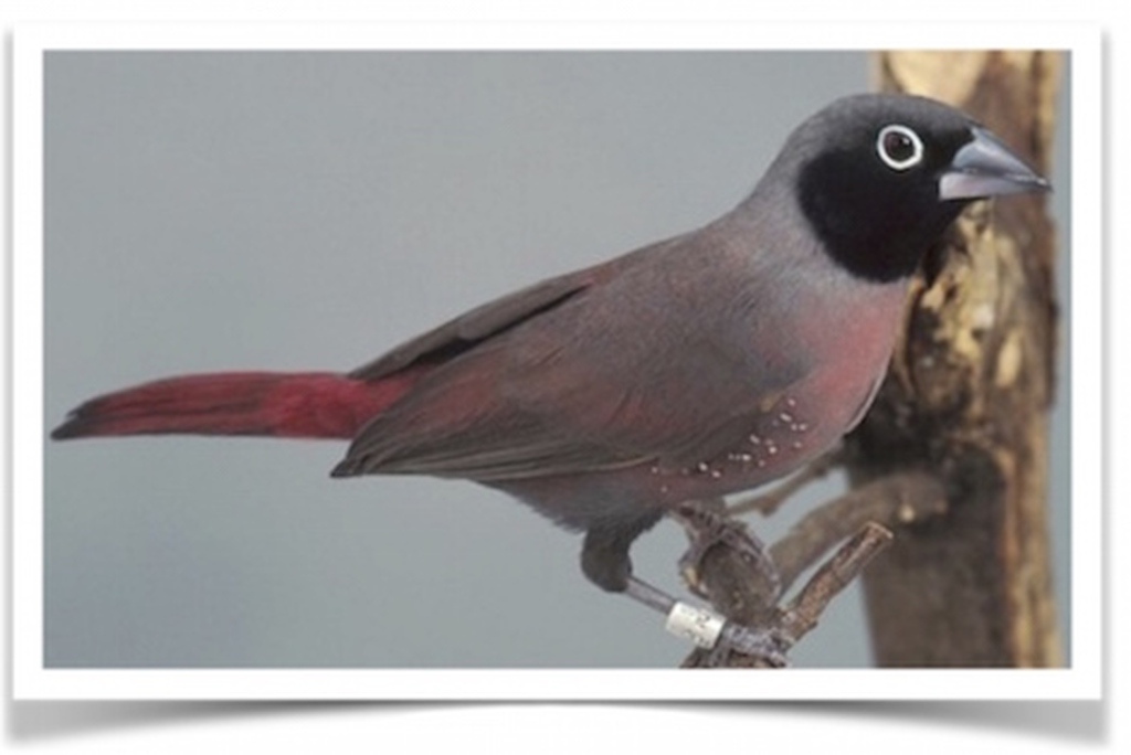 Buy Black-faced Firefinch Online