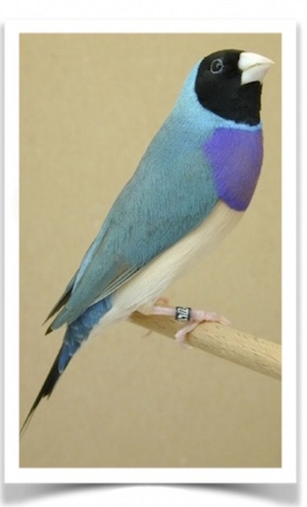 Buy Lady Gouldian Finch - Blue-back Online - Image 2