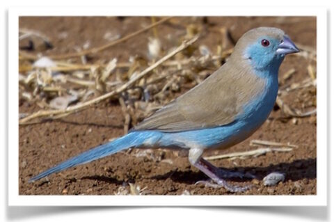 Buy Blue-breasted Cordon Bleu Online