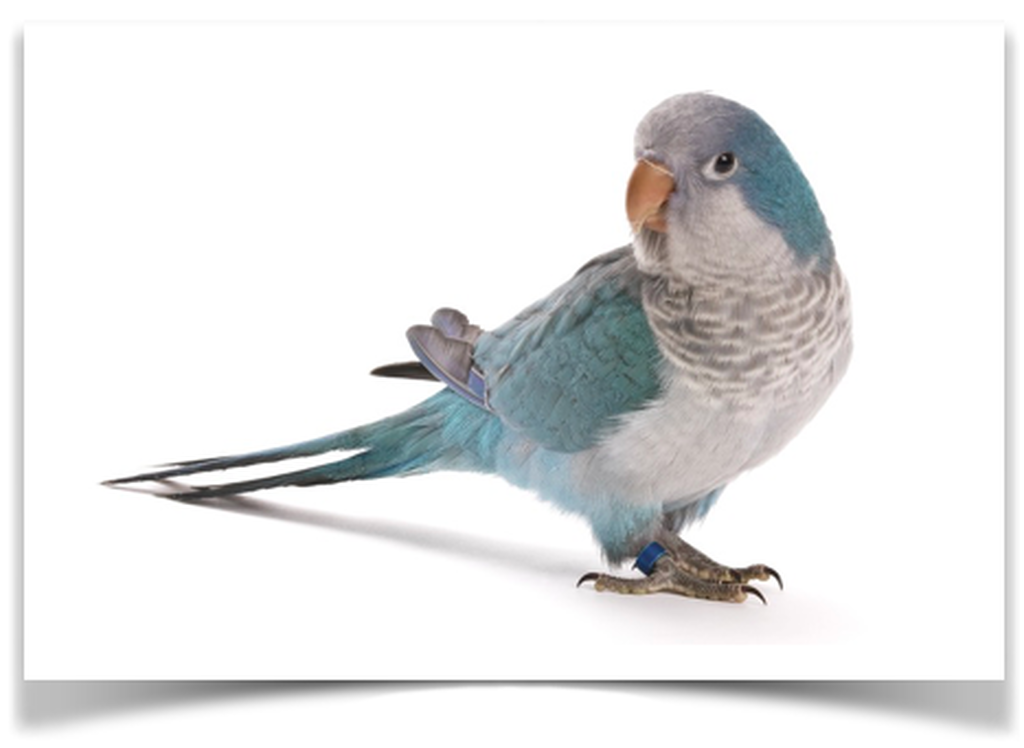Buy Blue Quaker Parrot (Monk Parakeet) Online
