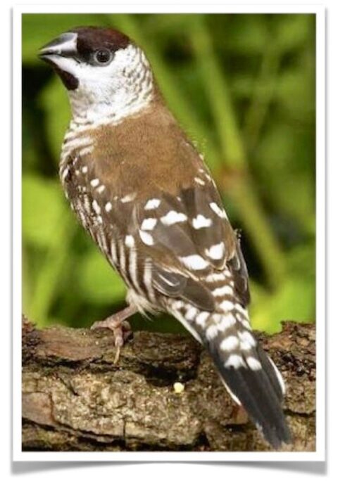 Buy Cherry Finch FEMALE ONLY Online