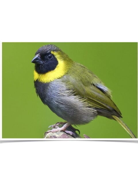 Buy Cuban Melodius Finch Online