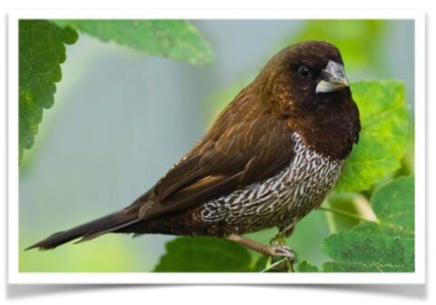 Buy Euro Society Finch - Dark Online