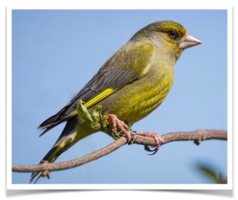 Buy European Greenfinch Online