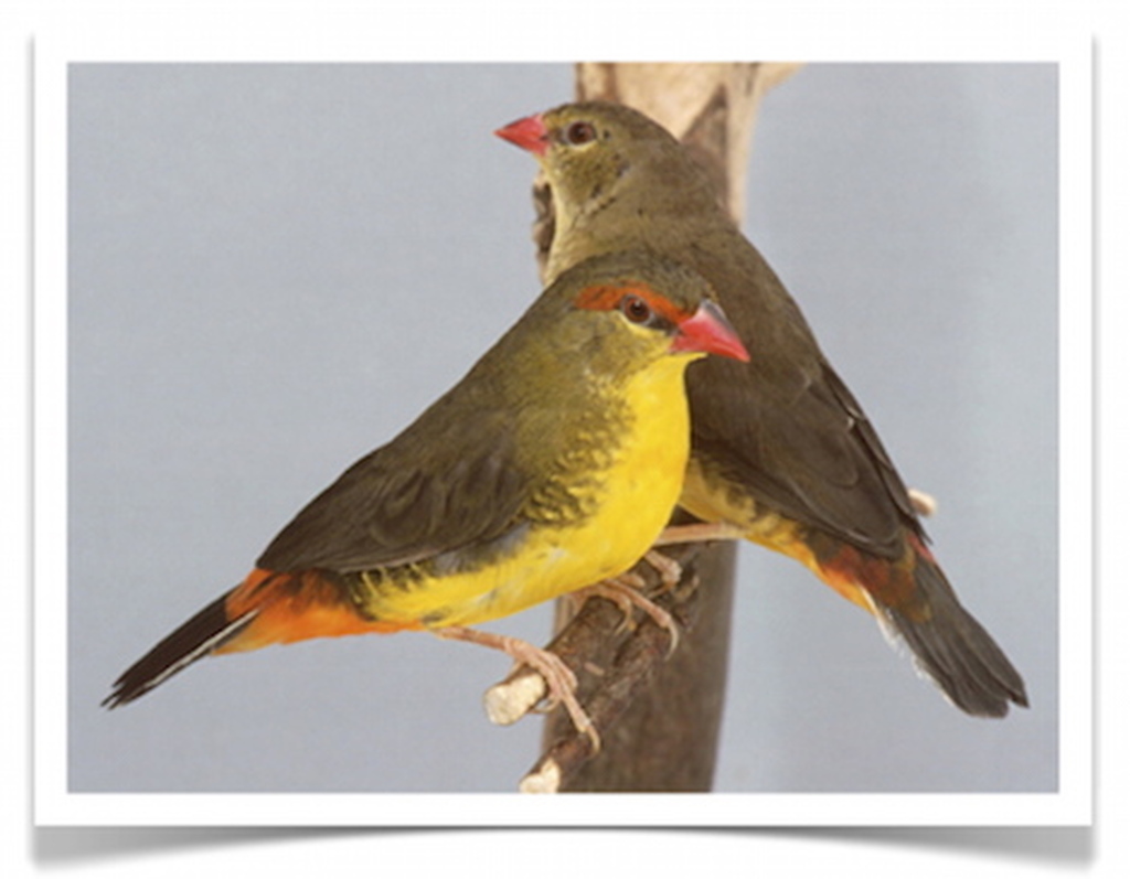 Buy Gold Breasted Waxbill (FEMALE ONLY) Online - Image 2