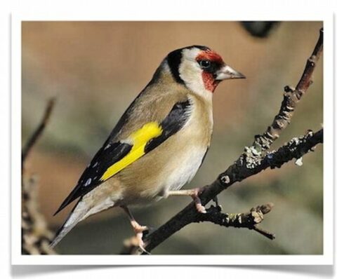 Buy Euro Goldfinch - Parva Online