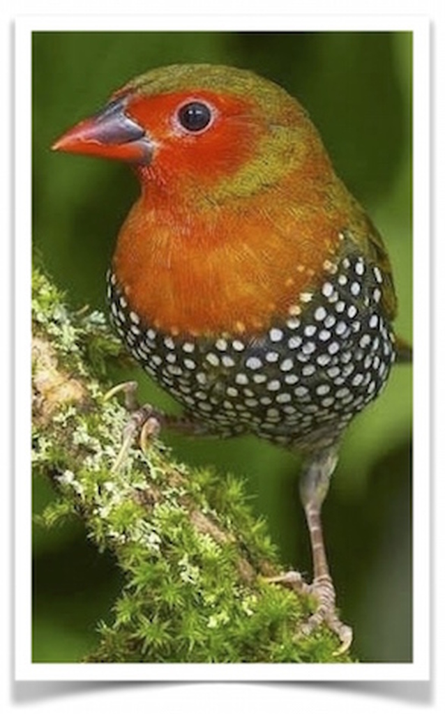 Buy Green-backed Twinspot Online