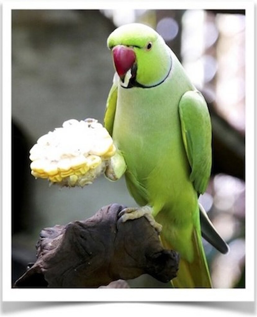 Buy Green Indian Ringneck Parakeet Online - Image 3