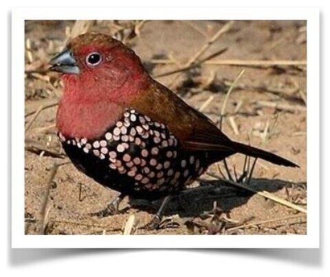 Buy Rosy Twinspot Online