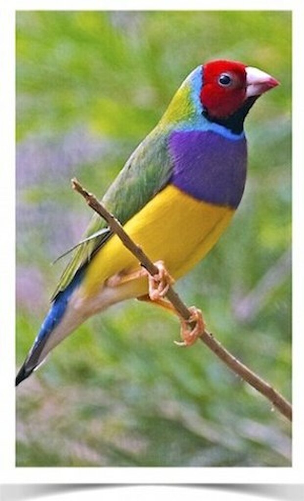 Buy Lady Gouldian Green Back Normal (BLACK HEAD MALE ONLY) Online - Image 7