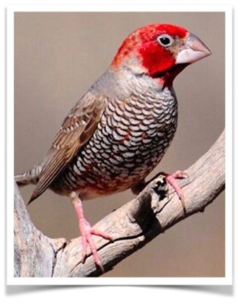 Buy Red-headed Finch Online