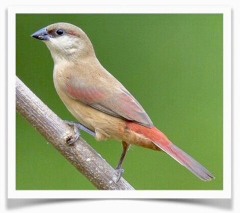 Buy Rosy-rumped Waxbill Online