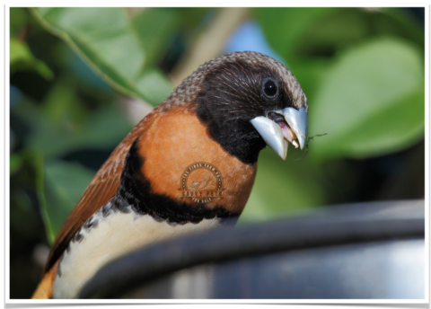 Buy Mannikin - Chestnut-Breasted Online