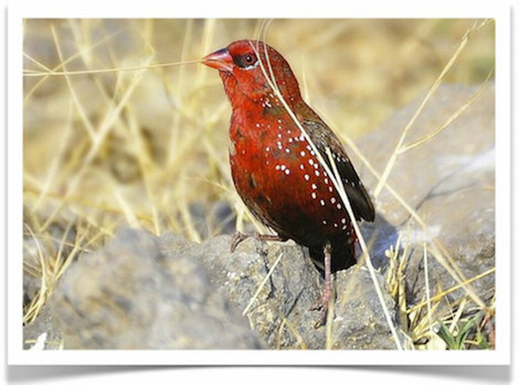 Buy Strawberry Finch Online - Image 2