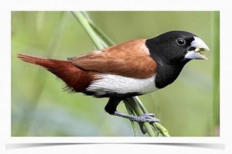 Buy Tri-Colored Nun Finch Online