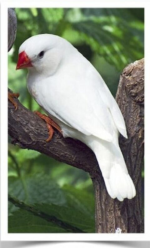 Buy White Zebra Finch Online