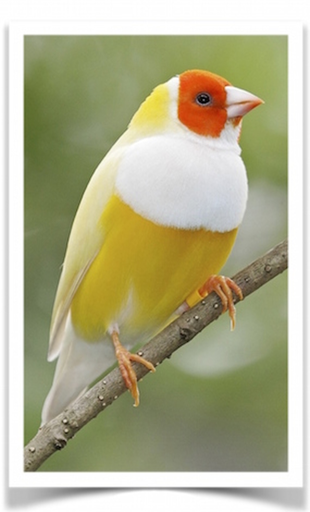 Buy Lady Gouldian Finch - Yellow-back (BLACK HEAD MALE ONLY) Online