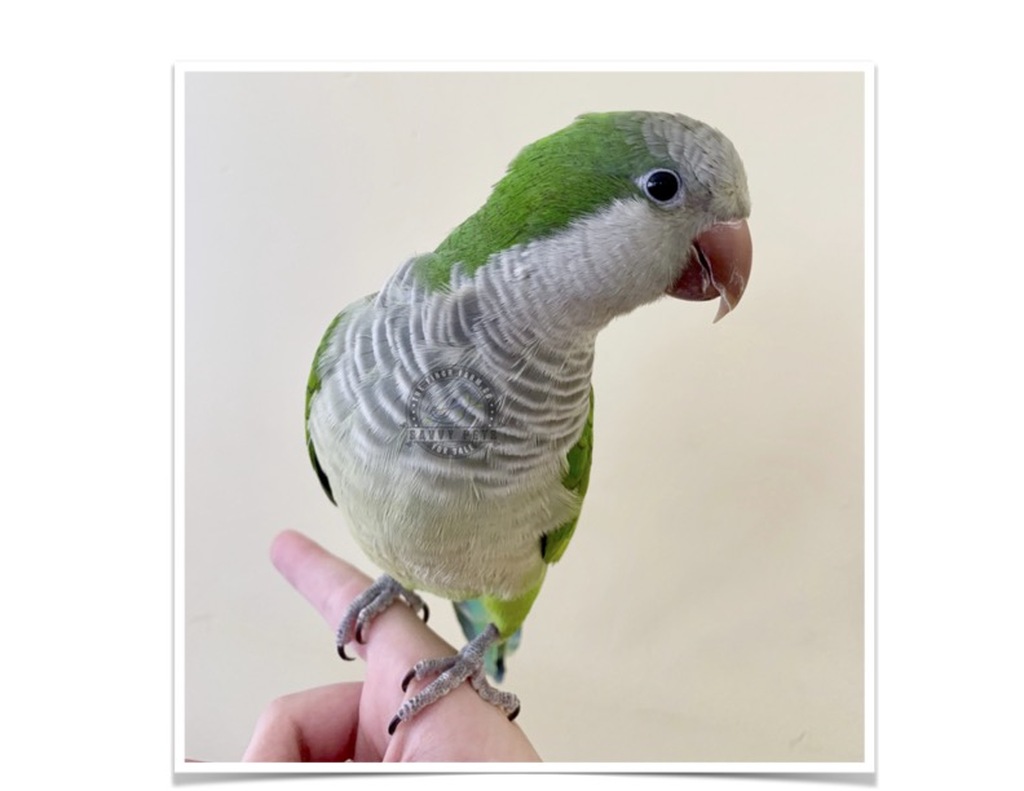 Buy Quaker Parrot (Monk Parakeet) Online