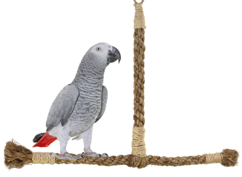Buy Exotic Birds Online